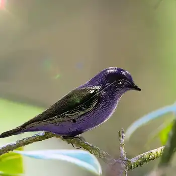 

Purple Plastic Bird Decoy Martin' Decoy Waterproof Garden Bird Decoration Scarer Scarecrow Mice Pest Control Deterrent Repeller