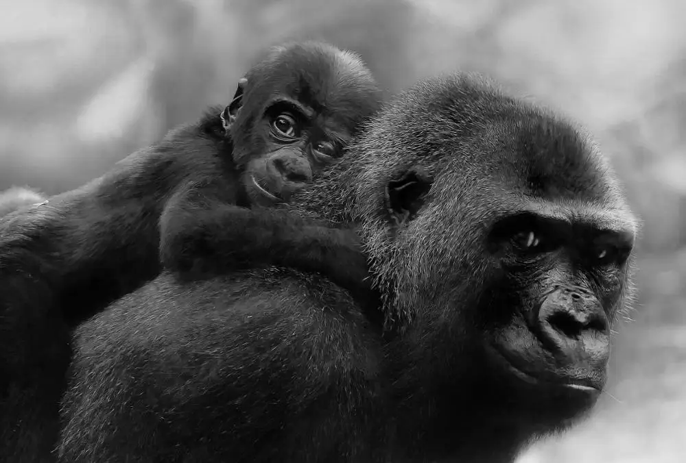 Художественный Шелковый плакат Gorilla and Baby Chimp домашний Настенный декор | Дом и сад