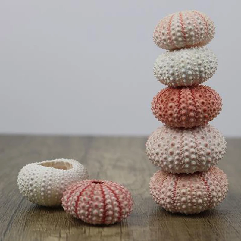 Natural Shell Ornaments 2PC Natural Sea Urchin Shell Conch Tillandsia Potted Plant Home Decoration Wedding Decoration Coastal Home