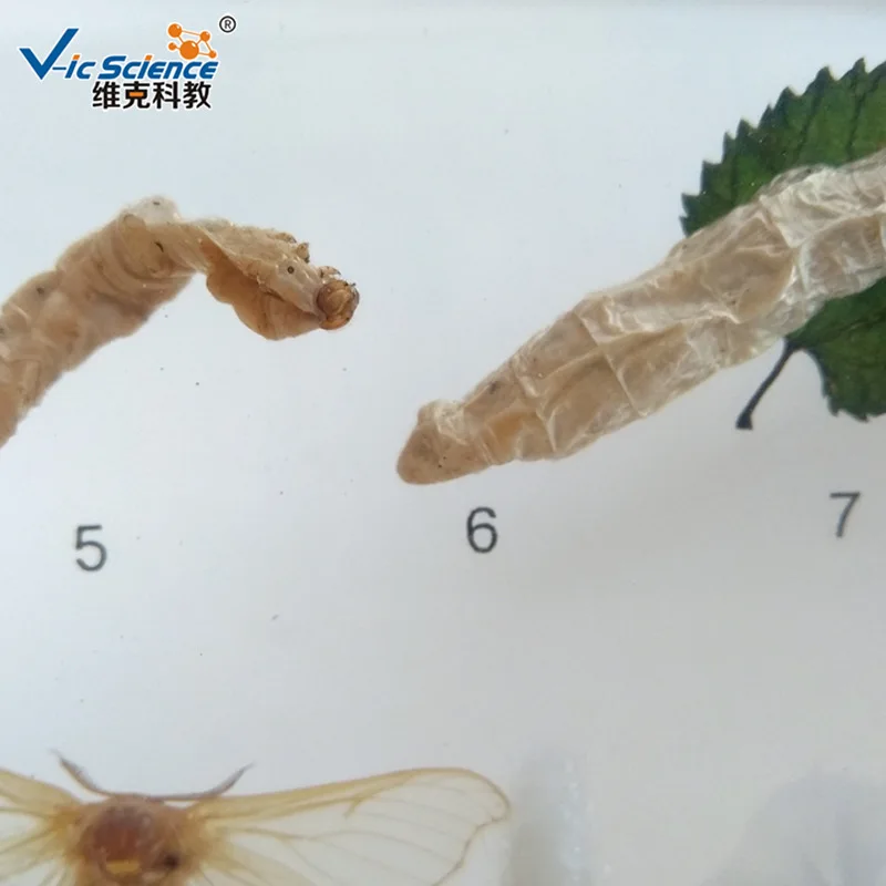 Silkworm Chrysalis Into Butterflies Development Process Specimen Model