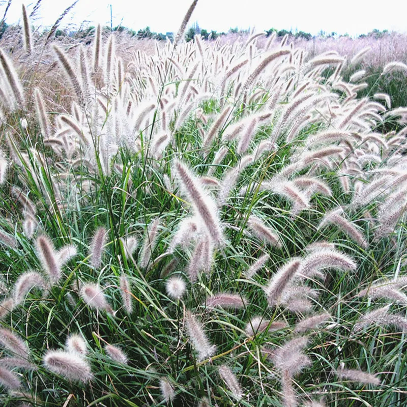 100 шт./пакет Pennisetum Alopecuroides травы домашний сад бонсай декоративные растения натуральная многолетние фиолетовый фонтан трава