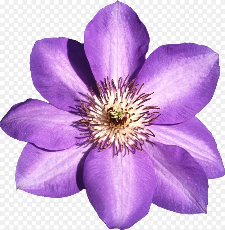皮革花植物灌木花瓣 宇宙花png图片素材免费下载 图片编号 Png素材网