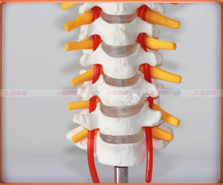 

Human Skeleton Model Cervical Vertebra Model with Carotid Artery Neck Model Shanghai jin yan Medical Equipment