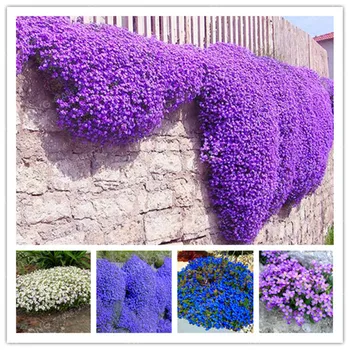 

Plants Flowers Bath Salts Aubrieta Cultorum Essence 100Pcs XZZ-34