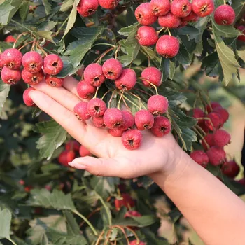 

Plant Fruits Bath Salts 110Pcs Hawthorn Essence SG-03