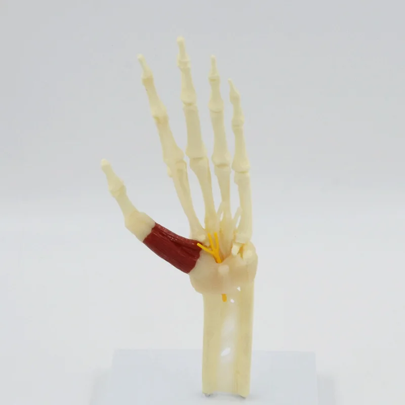 Human Hand Joint Ligament bone Anatomy Model Medical Science Teaching Resources