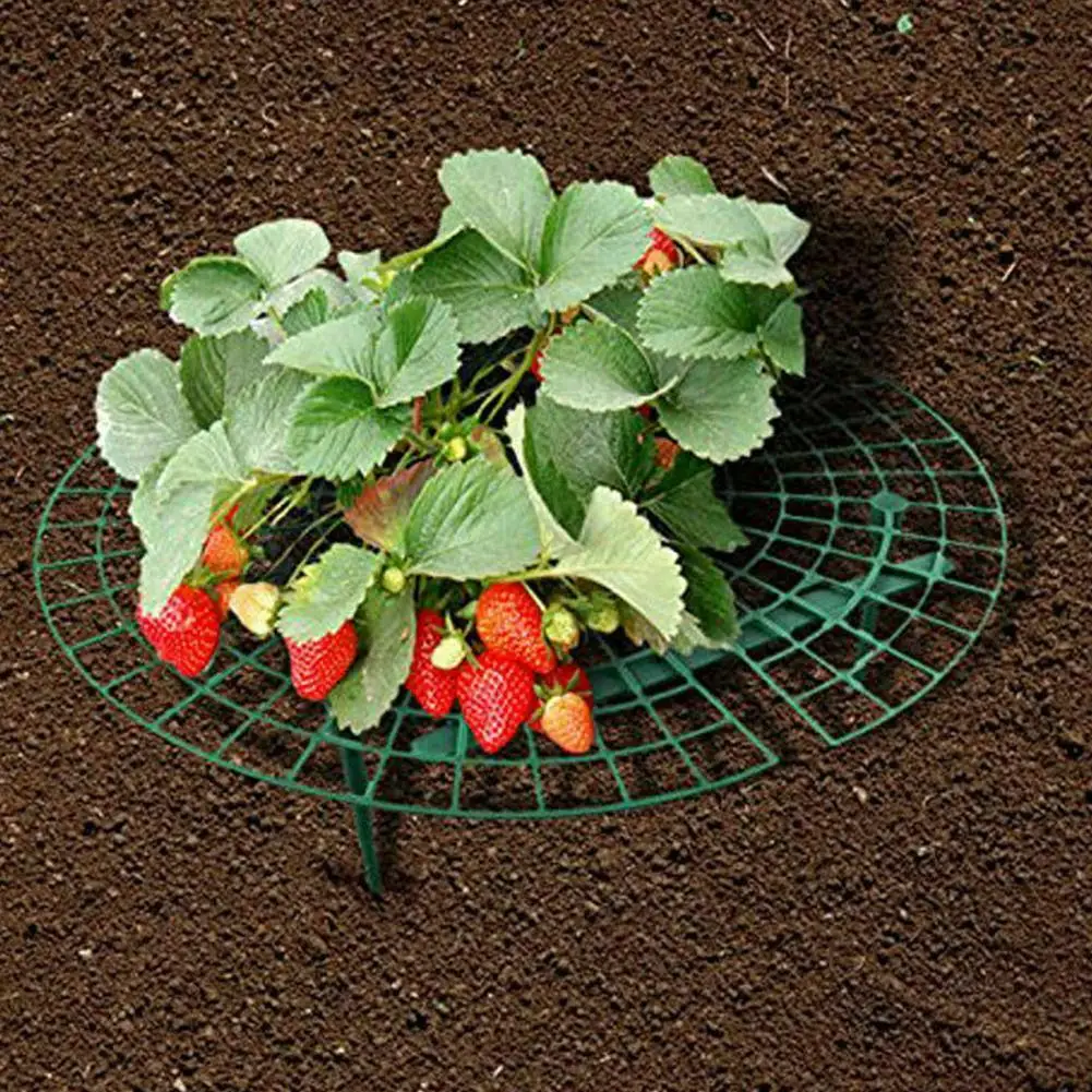 5 шт. Rodada Morango titlular Quadro de Plantio Varanda Rack de Suporte da Fruta Flor Planta Trepadeira Pilar Suporte de Ferrame
