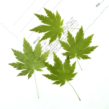 

12Pieces/bag Natural Dried green Maple Leaves for DIY Bookmarks Handmade Card Making Decorations accessories 4-7cm