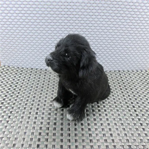 Fancytrader Cute Lifelike Animal Black Dog Plush Toy Realistic Dogs Decoration Gift 2 Models Simulation Newfoundland Dog Toy  (11)