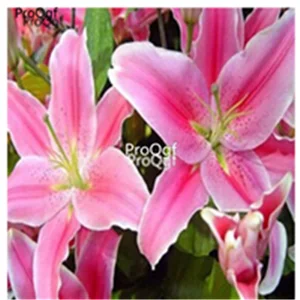 16 Ngryise набор из 20 предметов Lilium brownii Lily - Цвет: 16