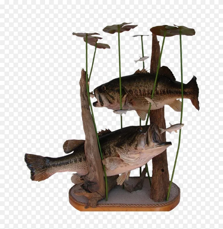 大口鲈鱼 阿斯 野生动物创造 黑色螃蟹标本png图片素材免费下载 图片编号 Png素材网