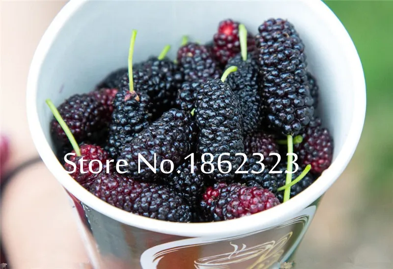 200 шт Heirloom Blackberry фрукты Сладкие черные ягоды гигантские Blackberry Тройная Корона Blackberry Черный тутовник бонсай фрукты