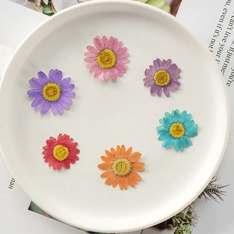 

Подвеска в виде прессованного цветка для праздников, редкая Хризантема с желтым сердечником, высушенная, оптовая продажа, 120 шт.