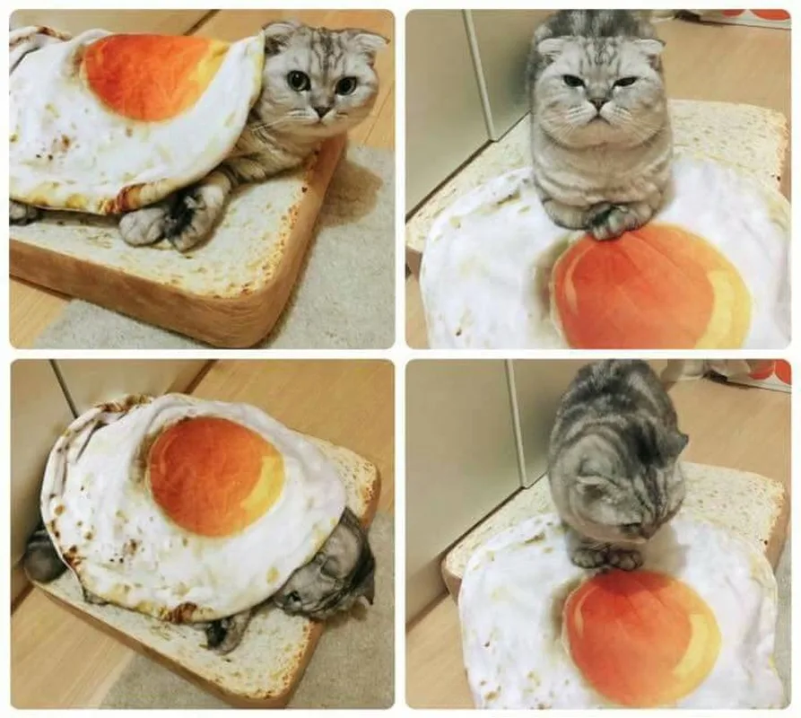 toast cat bed