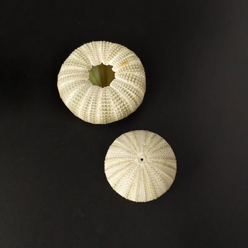 

10pcs/lot Natural Small green Sea Urchin Natural Shell Conch Ocean Wedding Decorate Home Accessorie sea sear natural crafts
