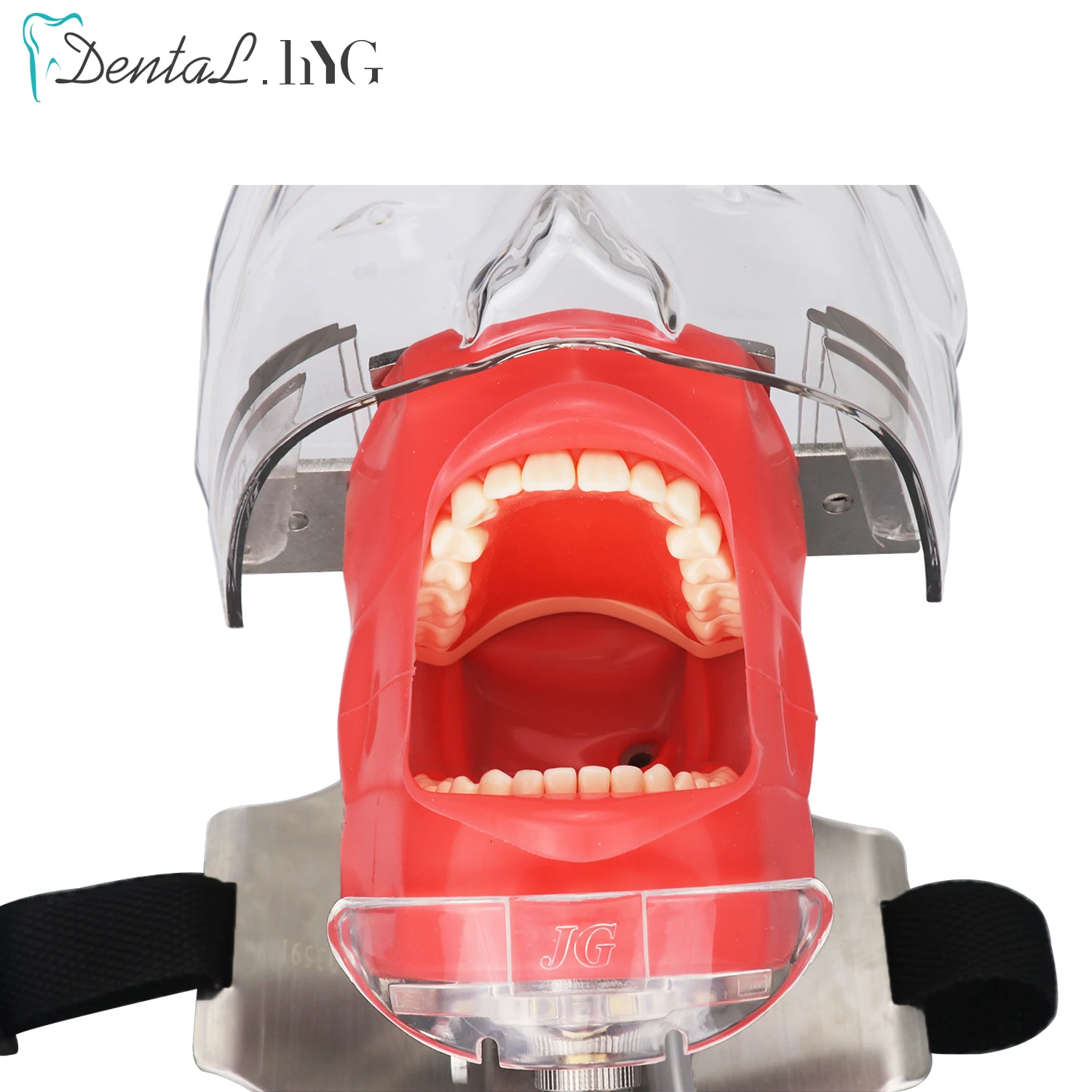 歯科 実習用マネキン ファントム