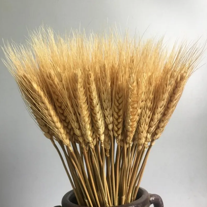 

55cm Real Wheat Dried Flower Decoration Accessories Natural Wedding Party Craft Bouquet Photo Props Home Decor Sztuczne Kwiaty