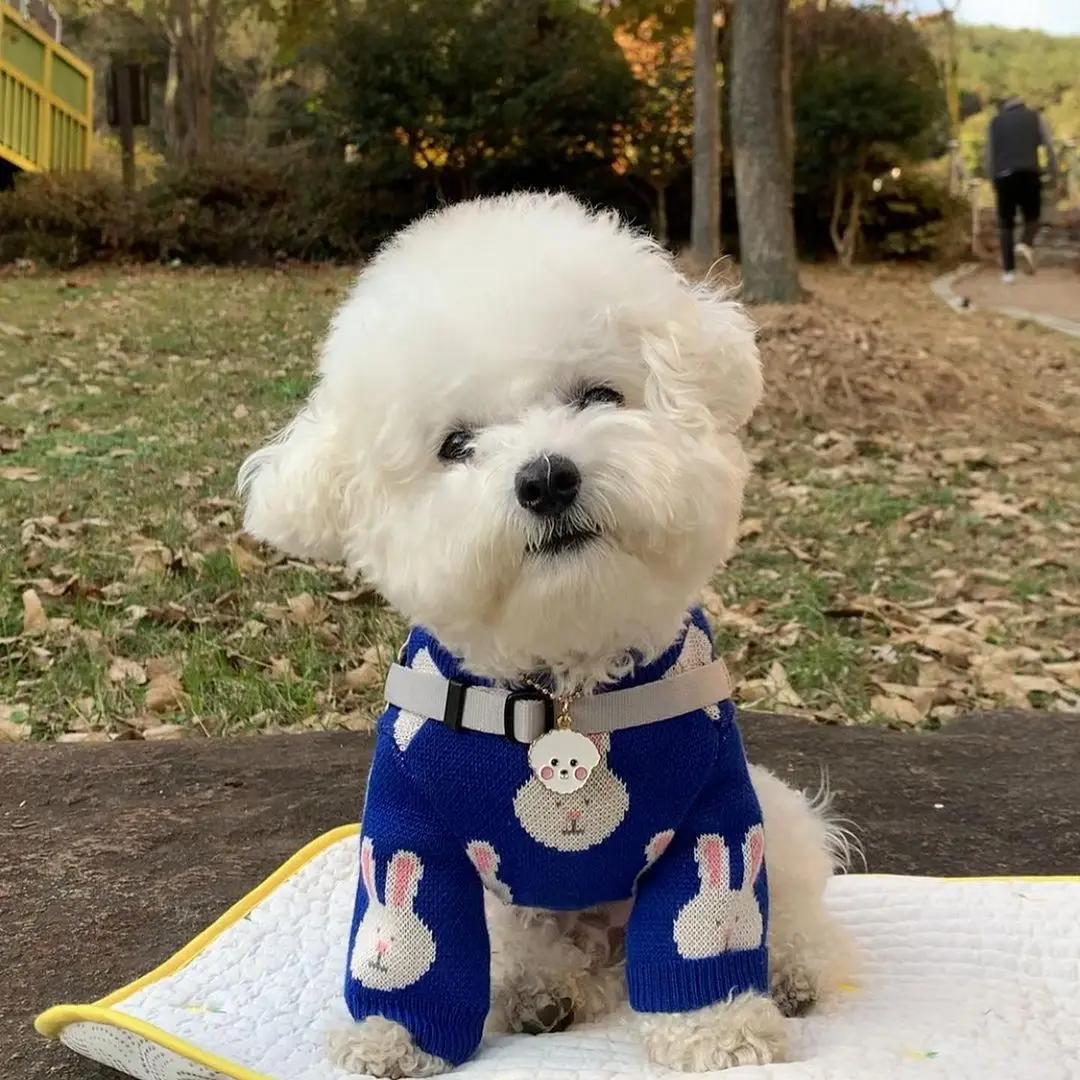 confortável quente tendência roupas do cão atacado