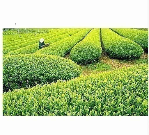 Китайский Чай AnXi High Moutains Tie Guan Yin AA китайский 1725 чай TieGuanyin зеленый органический чай улун для похудения забота о здоровье
