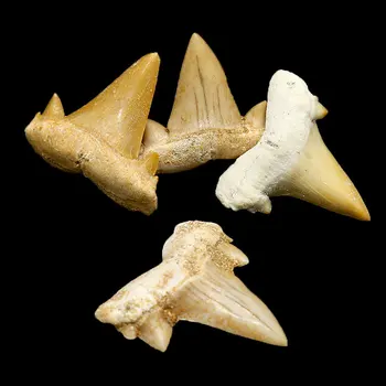 

Natural Moroccan Imported Shark Tooth Fossil Protolith Megalobodon Diy Personalized Jewelry Pendant