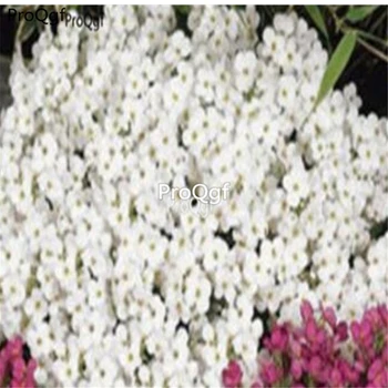 

Ngryise 8000pcs Creeping Thyme ROCK CRESS