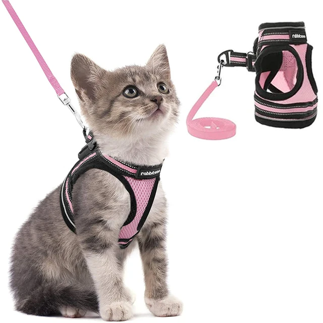 kitten harness kmart
