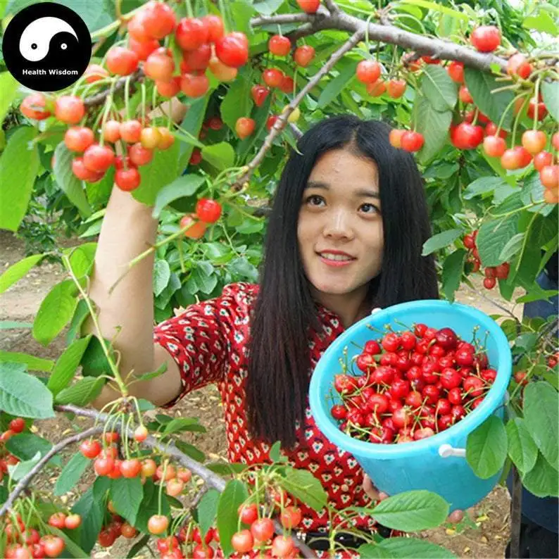 

Buy Cherry Fruit Tree Semilla Plant Cerasus Pseudocerasus For Cherries