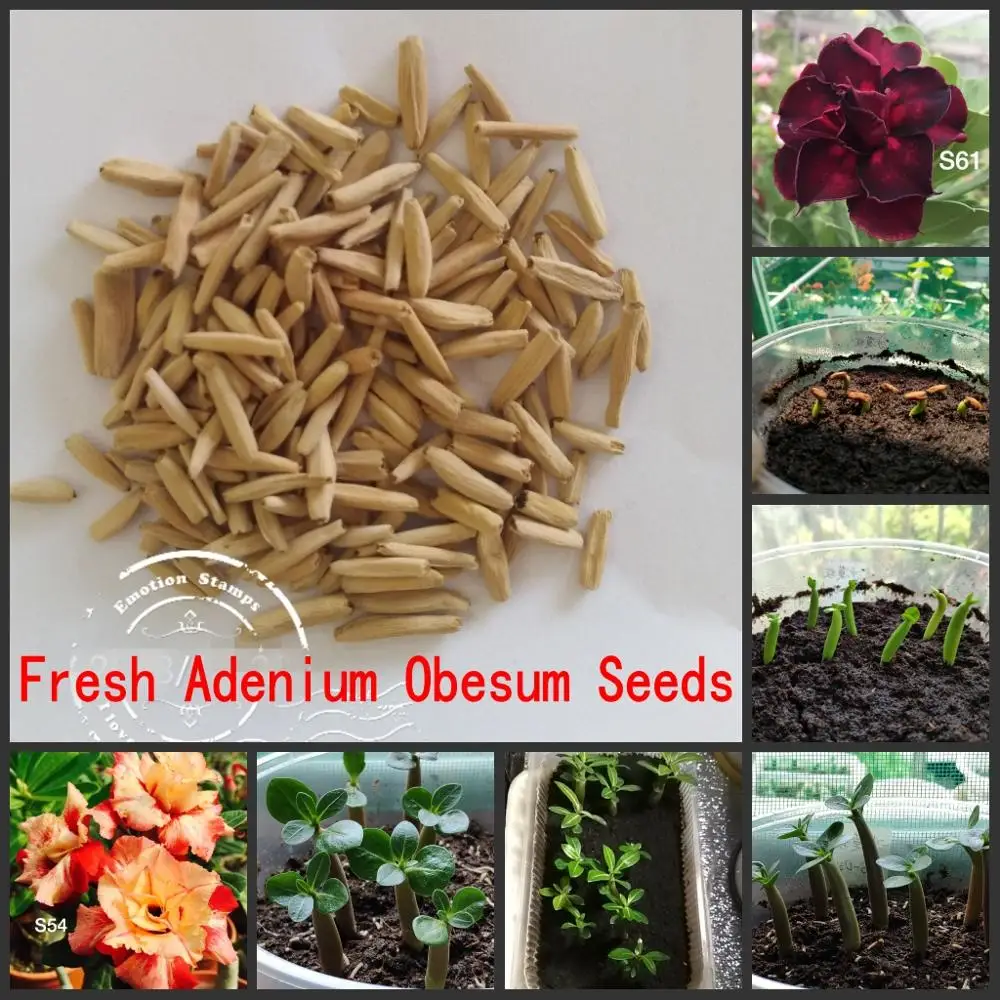 Имитация пластиковой травы для воды/аквариума для рыб, ландшафтный дизайн аквариума/украшение аквариума/Искусственная трава для воды/фиолетовая трава для листьев