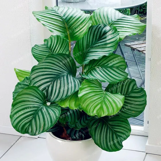 100 шт. цветы в горшках Calathea Бонсай балкон бонсай растение для сада и дома для посадки в четыре сезона легко выращивать