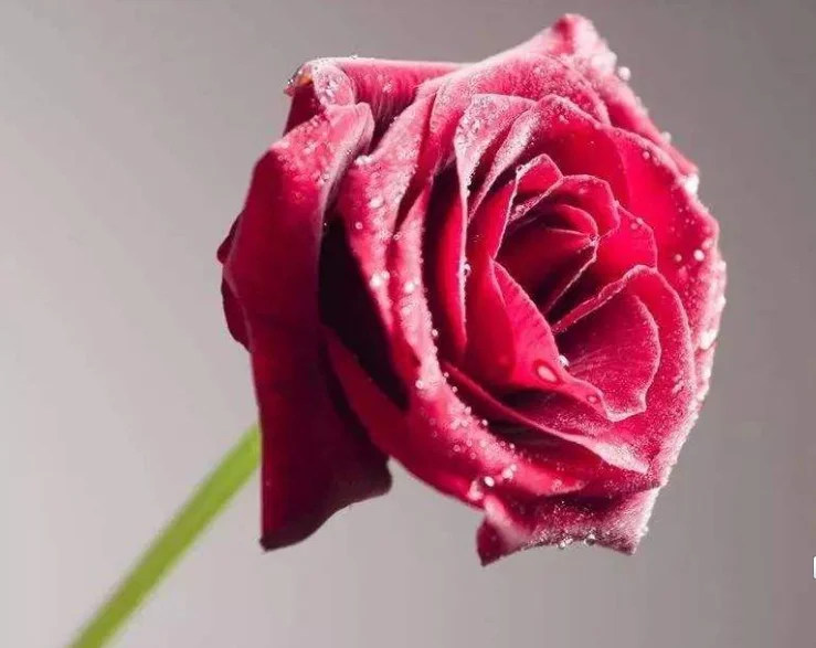 

Rose essential oil soft 100 pcs, can regulate endocrine, improve sleep, delay aging, anti-wrinkle whitening