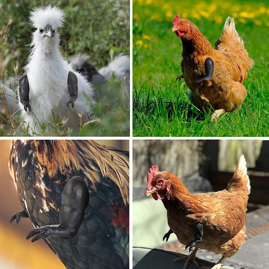 Luidruchtig hoop Hassy Kip T Rex Armen Sterke Spier Speelgoed Huisdier Veiligheid Farm Animal  Kippen Hens Lullen Op Slijtage Trex Raptor dinosaur Claw Grappig|Kat  Voeding & Water Benodigdheden| - AliExpress