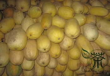 

Cucurbita Pepo Summer Squash Jin-Si-Jiao-Gua