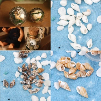 

Natural Beach Seashell Starfish for Nautical Decor Or Jewelry Glass DIY Fillers