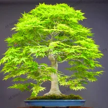 Потеря продвижения! 20 бонсай клен плантас бонсай дерево садоводство. Редкие небесно-голубые японские кленовые балконные растения для дома