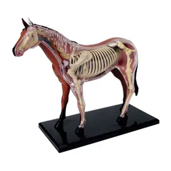 

4D Horse Intelligence Assembling Toy Animal Horse Organ Anatomy Model Medical Teaching DIY Educational Science Toy for Children