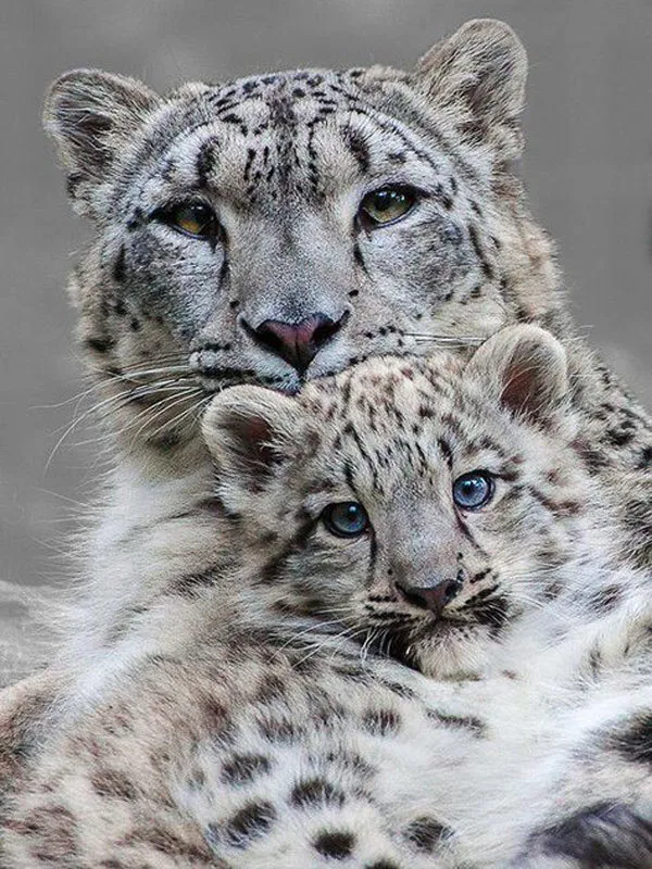 2baf2ec41d72c7748aaa2af92bc0cae3--leopards-wild-animals