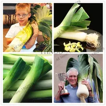 103 шт./пакет зеленый китайский Семена гигантского лука бонсай гребешок завод органические овощи flores здоровья сезон украшения для дома и сада