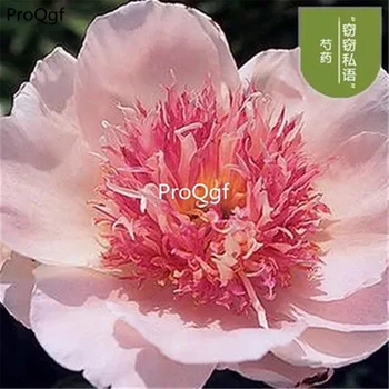 

Ngryise 10Pcs A Set Paeonia lactiflora