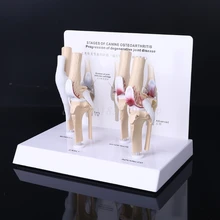 Animal chien canin genou Joint modèle squelette enseignement vétérinaire recherche affichage Instrument étude outil d'enseignement