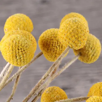 

10pcs Valentine's Day Plants Billy Ball Floral Decoration Dried Flower Large Bouquet Crafts Natural Home Accessories Wedding