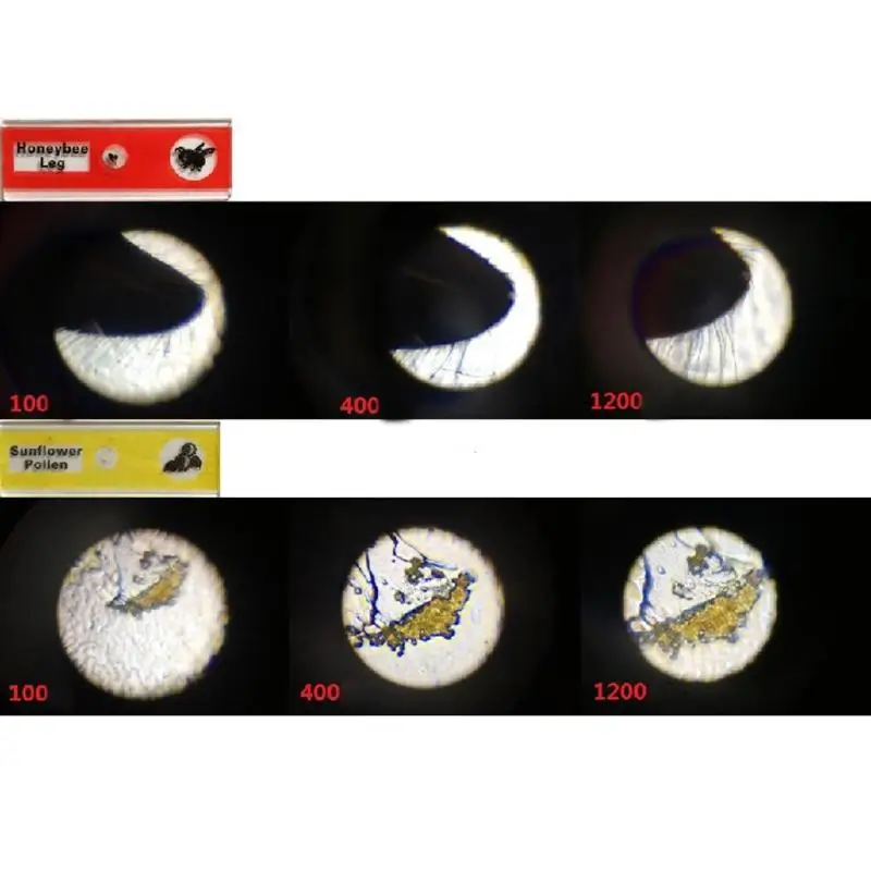 12 шт. детские пластиковые образцы искусственных животных насекомых растений