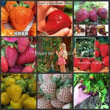 200 шт Супер гигантские красные Клубничные фрукты семиллы