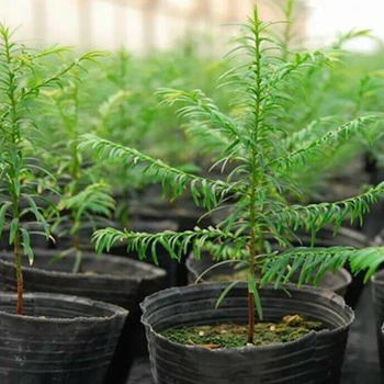 

100pcs Black Plant Pots Nursery Seeding Pots Home Garden Nursery Pots Greenhouse Plant Nursery Flower Planting Seedling Grow Pot
