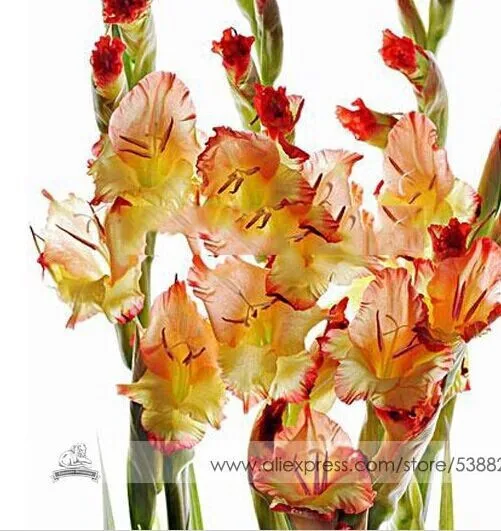 200 шт Gladiolus бонсай, Gladiolus цветник, 95% Проращивание, сделай сам Аэробные горшечные растения, редкий меч Лилия Флорес - Цвет: 5
