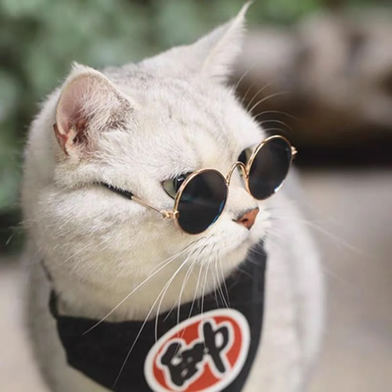 

Lovely Pet puppy Cat Glasses Dog Glasses Pet Products Kitty Toy Dogs Sunglasses Photos 3 cm Pet Cats Accesorios Round Colorful