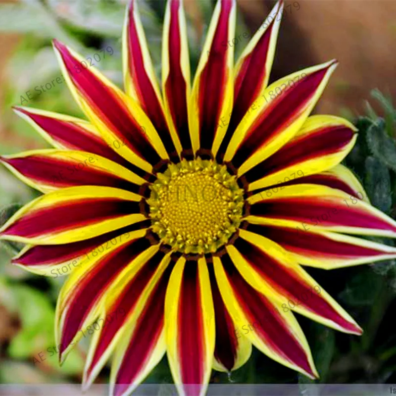 11 100 шт./пакет разноцветные Gazania rigens flores, цветок растения для дома и сада, бонсай для внутреннего и наружного спорта посадки - Цвет: 11