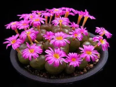 50pcs 100% Fresh Real Lithops Aizoaceae Pseudotruncatella succulent SS mix~living stones colorful faces SS