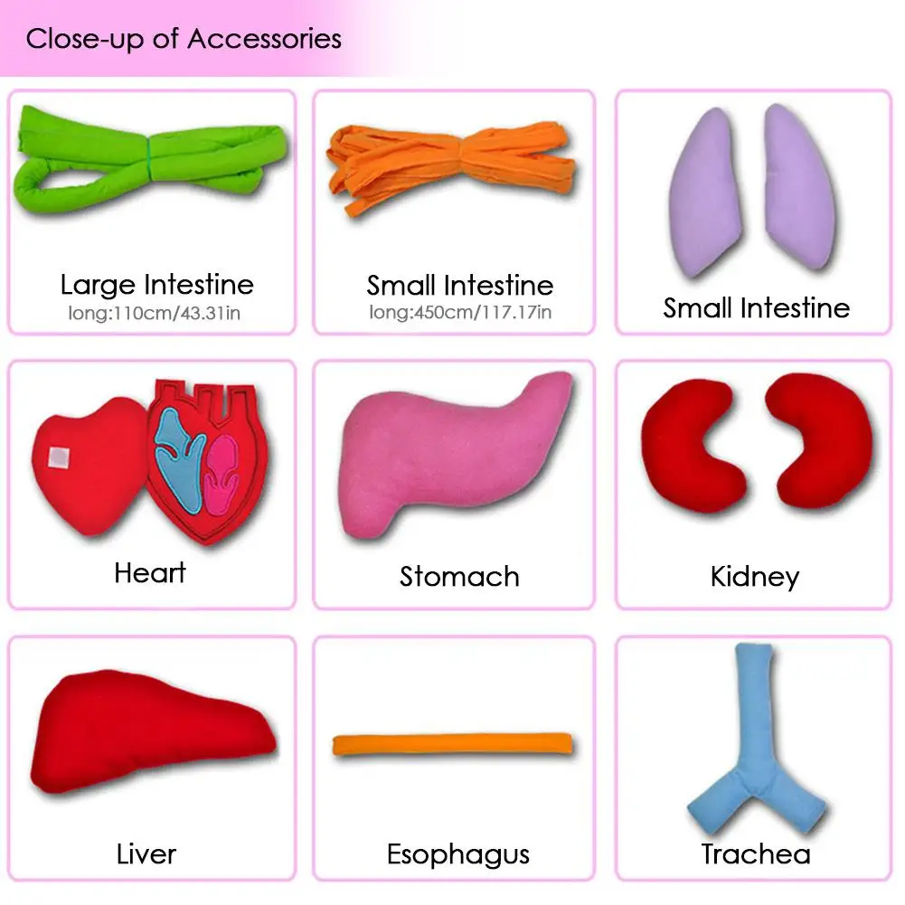  High Quality Kindergarten Viscera Teaching Utensil Children Educational Intellectual Development 3D - 4000593793583