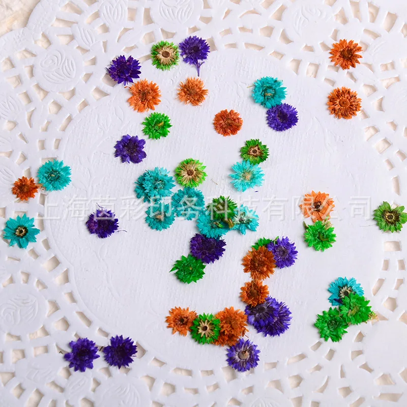

Small Anaphalis DIY Floral Plant Teaching Dried Flower Specimen Epoxy Dried Flower Pressed Flower Material Natural Real Flowers
