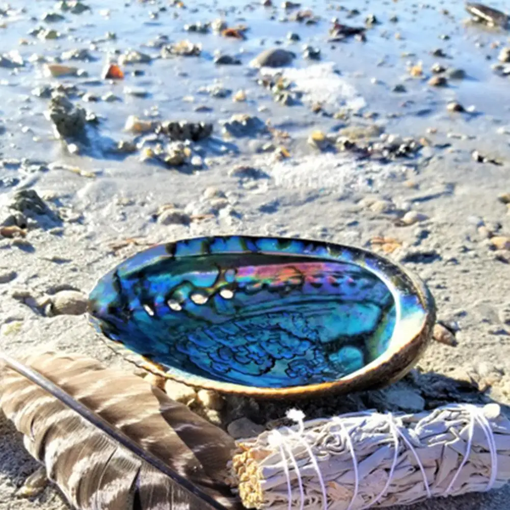 9-13cm Natural Abalone Shell Home Decor Seashell Beach Wedding Ocean Decoration Jewelry Diy Soap Dish Holder Aquarium Landscape natural shell ornaments